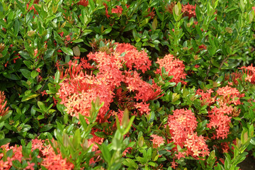 A bunch of red asoka flowers in bloom. Ornamental plant concept. For graphic design, 3D rendering and banners