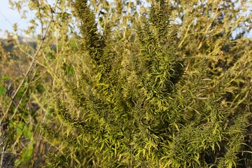 Dense yellow green plant with small leaves and inflorescences under blue sky