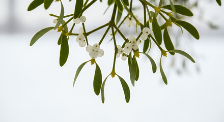 Hanging Mistletoe with Soft Winter Light and Blurred Background