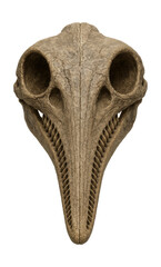 Naklejka premium Fossilized ichthyosaur skull featuring an elongated snout and tooth sockets.