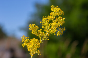 Galium verum commonly known as Lady's bedstraw showcases its vibrant yellow flowers in a natural setting during sunny spring days