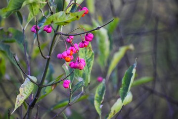 Autumn branches of european spindle with pink capsules and orange seeds
