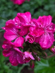 Wet pink cranesbill.