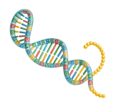 mRNA strand featuring a codon sequence and poly-A tail.