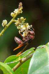 Wasps are looking for food on flowers. Collecting pollen. Ecology and environmental concepts. For graphic design, 3D rendering and banners