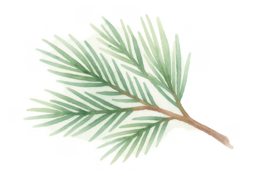 Watercolor pine branch painting, a festive evergreen foliage illustration for christmas, seasonal decoration, or nature designs