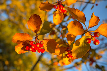 Close up of a cluster of vivid red wild berries surrounded by bright yellow autumn leaves under the warm sun.