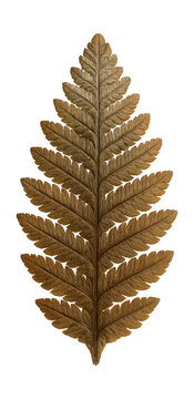 Fossilized fern leaf with detailed pinnate structure and fine veins.