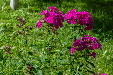 Vibrant phlox paniculata blooms grace a sunny garden in midsummer showcasing their bright pink petals amidst lush greenery