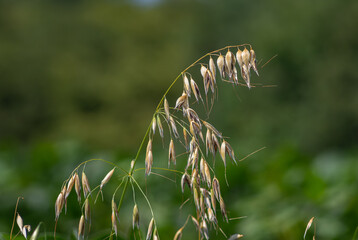 Wild oat plant showing ripe grains swaying in a gentle breeze under open skies in a natural habitat during late summer