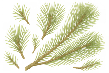 Pine branch needles, evergreen conifer tree elements. Botany and nature themed graphic with transparent background