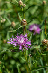 Brown knapweed blooming in a vibrant green field during late spring showcasing its striking purple petals and intricate structure