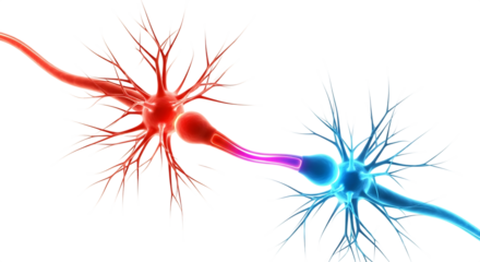 Two interconnected neurons one red and one blue with a purple connection, isolated on a white or transparent background, cutout, PNG