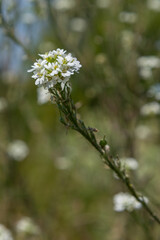Hoary false alyssum blooms in a sunny field showcasing delicate white flowers on a slender stem amidst a lush green backdrop