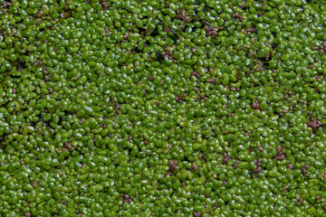 Common duckweed forms vibrant green carpets on still water surfaces in a calm freshwater habitat