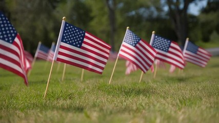Slow tracking shot along line of small American flags planted in green grass swaying in breeze peaceful Veterans Day atmosphere - Powered by Adobe