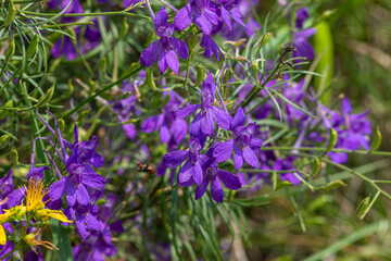 Obraz premium Forking Larkspur blossoms in vibrant purple fill the meadow as spring unfolds showcasing their delicate beauty and intricate petals in a natural habitat