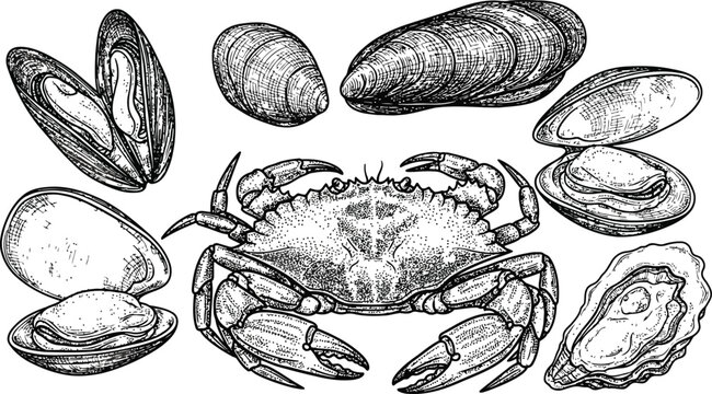 Dark textured crab and various shellfish including mussels and clams on a black background for seafood concepts