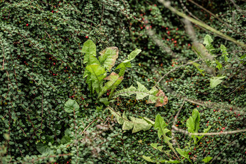 pflanze grün unkraut löwenzahn