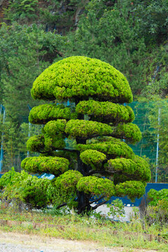 Bansai. Garden with pine tree niwaki. Tree with dense needles and branches.