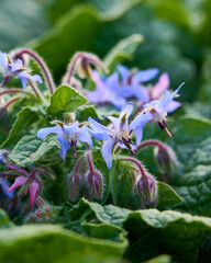 Borago officinalis is medicinal herb with edible flowers.