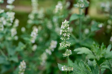 Sedative medical plant сatnip blooms in the garden.