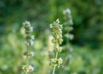 Sedative medical plant сatnip blooms in the garden.