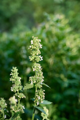 Sedative medical plant сatnip blooms in the garden.