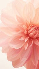 Fototapeta premium Dahlia flower abstract plant inflorescence.