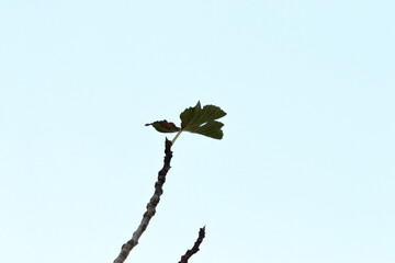 La hoja de la higuera con el cielo de fondo