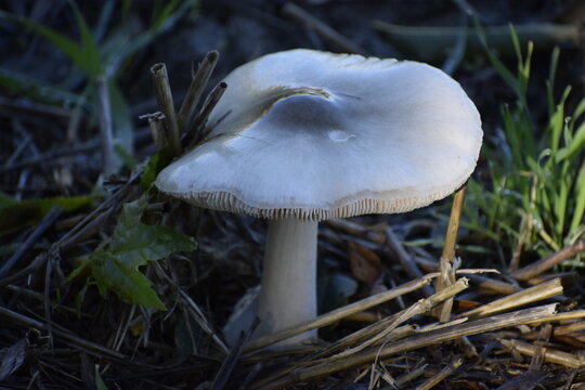 Light pluteus mushroom among autumn dry grass