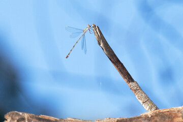 Caballito del diablo o damisela (Zygoptera)