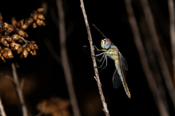 Bajo la lluvia mojándose esta Libélula amarilla (Sympetrum fonscolombii)