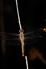 Libélula amarilla (Sympetrum fonscolombii) bajo la lluvia en una noche tormentosa