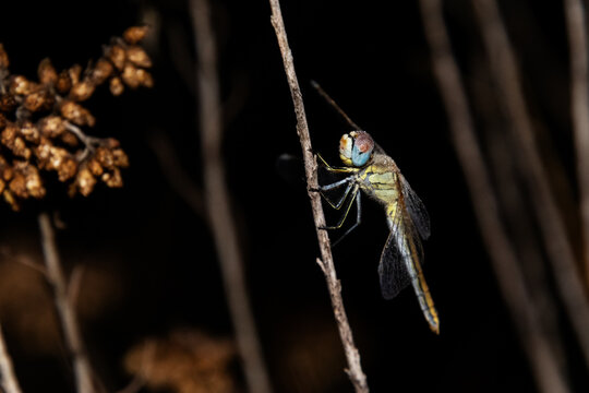 Bajo la lluvia moj&aacute;ndose esta Lib&eacute;lula amarilla (Sympetrum fonscolombii)