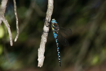 Libélula emperador (Anax imperator) descansando en una rama