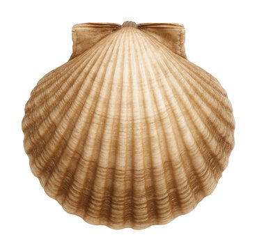 Ridged shell of a bivalve mollusk featuring a hinge ligament.