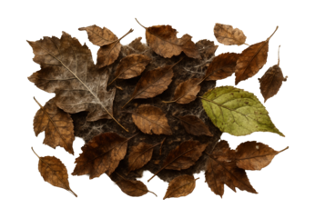 Decomposing leaf litter featuring visible fungal threads and microbial growth.