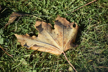 Dry maple leaf on green grass in autumn day