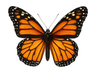 Fototapeta premium Vivid orange and black-patterned monarch butterfly.