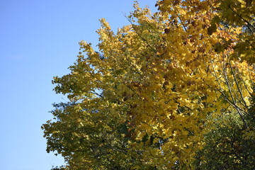 Autumn tree with yellow and green leaves against a blue sky