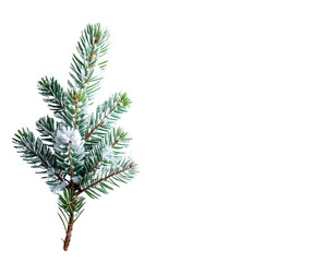 A single pine branch with snow against a black background © MdShagarAli