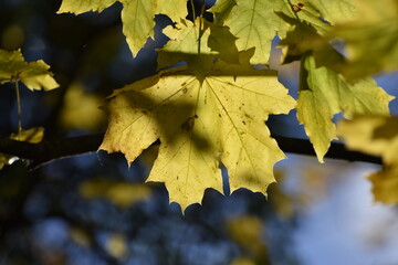 Golden maple leaves in warm sunlight