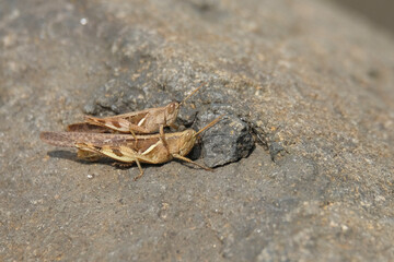 Close up of a pair of brown grasshoppers mating. Ecology and environmental concept. For graphic design, 3D rendering and banners