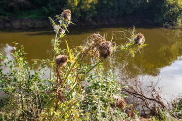 Morning dew glazes intricate spiderwebs clinging to spiky, dried thistle heads by a tranquil river, reflecting soft sky hues