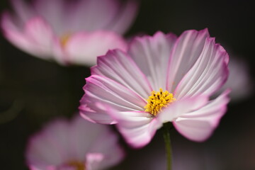 朝陽を受け花びらが輝く、優しい色彩のコスモス・ピコティ