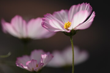 朝陽を受け花びらが輝く、優しい色彩のコスモス・ピコティ