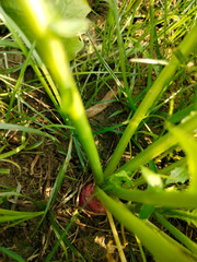 Close up shot of turnip growing on field.
