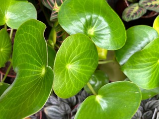 Obraz premium Pilea plant with round glossy leaves in nursery setting, vibrant indoor foliage texture