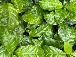 Dense coffee plant leaves create lush green wall, vibrant foliage texture in garden or nursery